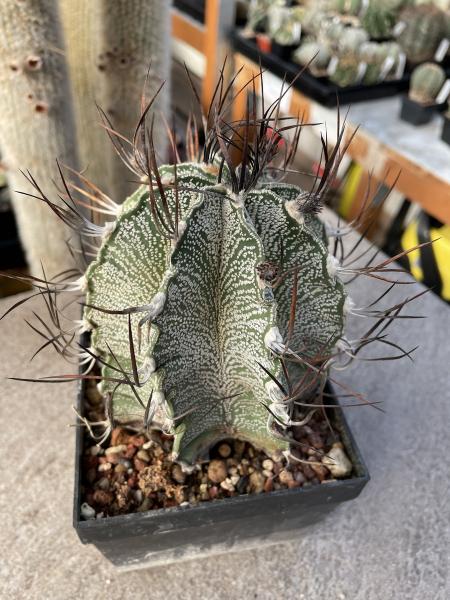 Astrophytum capricorne